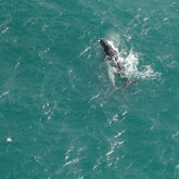 Southern Right Whale and Calf